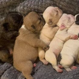 French Bulldogs from Enfant Parfait French Bulldogs