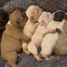 French Bulldogs from Enfant Parfait French Bulldogs
