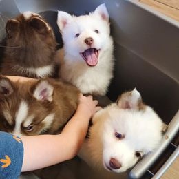 Pomskies from April's Pomskies