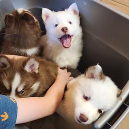 Pomskies from April's Pomskies