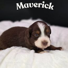 Maverick - Red tri-color male Australian Shepherd puppy in Annville, Pennsylvania from Creekside Aussies LLC