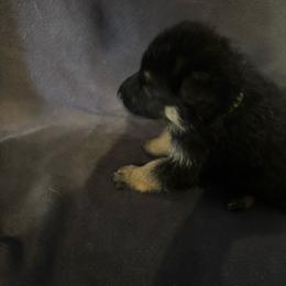 Light Green - Black and tan female German Shepherd puppy in La Follette, Tennessee from Moore German Shepherds