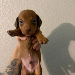Ed - Red male Dachshund puppy in Conroe, Texas from Dots Dachshunds