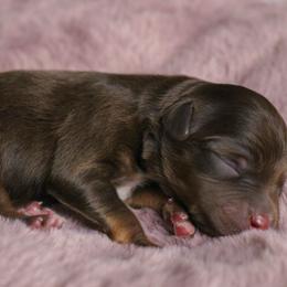 Surge - Red tri male Toy Australian Shepherd puppy in Melbourne, Florida from True Spirited Aussies