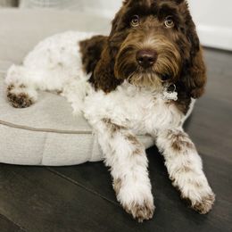 Australian Labradoodle Puppies from Texas Labradoodles