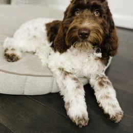 Australian Labradoodle Puppies from Texas Labradoodles