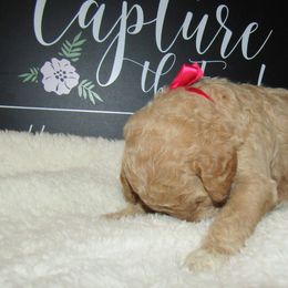 Goldendoodle and Poodle Puppies from David & Patricia Elliott