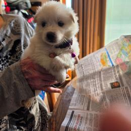 Gracie Rey - White and biscuit female American Eskimo Dog puppy in Grants Pass, Oregon from SnH Eskies