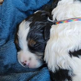 Aragorn - Tri-color male Bernedoodle puppy in Granton, Wisconsin from Rose River Farms
