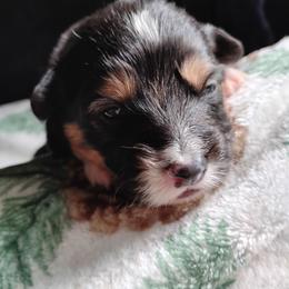 Black collar - Black and tan male Pembroke Welsh Corgi puppy in Yelm, Washington from Tolbolton Creek Corgis