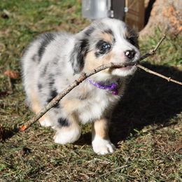 Australian Shepherd Puppies from Glacier Aussies