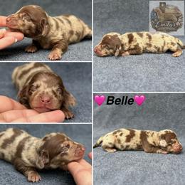 Belle 3250 - Dapple female Dachshund puppy in Gatesville, Texas from Emily’s Doxie Domain