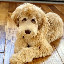 Indy - Australian Labradoodle