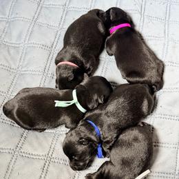 Seafoam Green Collar - Black female Scottish Terrier puppy in Puyallup, Washington from Rainier Scotties