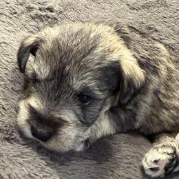 Gray Collar - Salt and pepper male Miniature Schnauzer puppy in Hiddenite, North Carolina from Beyond Blessed Pawz