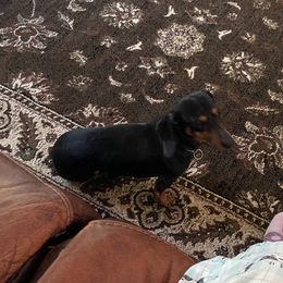Poa Poa - Dachshund