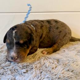 Blue Collar Boy - Blue merle male Bernedoodle puppy in San Augustine, Texas from Vintage Doodles