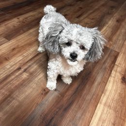 Rocky Road - Poodle