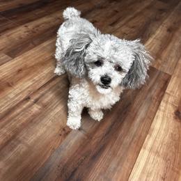 Rocky Road - Poodle
