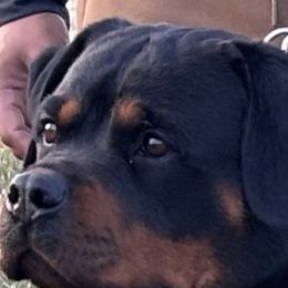 Blaise - Rottweiler