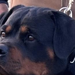 Blaise - Rottweiler