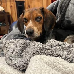 Bosie - Beagle
