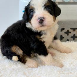 Miss Fresca - Tri-color female Bernedoodle puppy in Hegins, Pennsylvania from Bubbling Springs Doodles, LLC