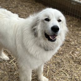 Great Pyrenees All Grown Up from McCarthy Ranchette