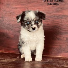 Boy 1 - Toy Australian Shepherd puppy in St. George, Utah from Double Bar H Corgis & Aussies