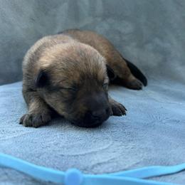 Almond - Red sable female Belgian Malinois puppy in Sheridan, Arkansas from Dark Sky Kennels