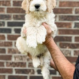 Goldendoodle Puppies from Gentry Doodles