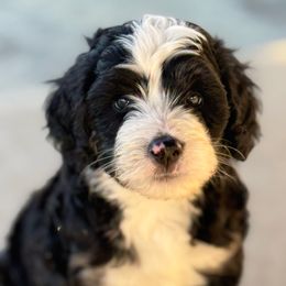 Squirtle - male Australian Mountain Doodle puppy in Decatur, Illinois from Signature Doodles