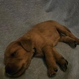 Manchego - Golden male Golden Retriever puppy in Dayton, Minnesota from Akoya Kennels