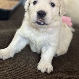 Pink - Light golden female Golden Retriever puppy in Decatur, Indiana from Golden Bundles
