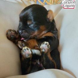 Johny Cage - Black and tan male Yorkshire Terrier puppy in California from Corazon de gigante