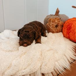 Brooks - Brown and white male Aussiedoodle puppy in Tryon, North Carolina from Melrose Mountain Farm
