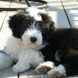 Bearded Collies from Travistar Bearded Collies