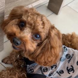 Fen fen - Poodle