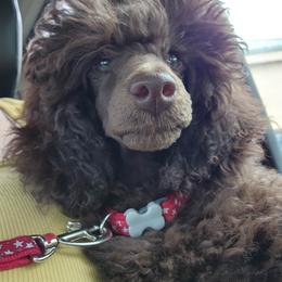 Cappuccino - Brown male Poodle puppy in Coarsegold, California from Love Chocolate Poodles