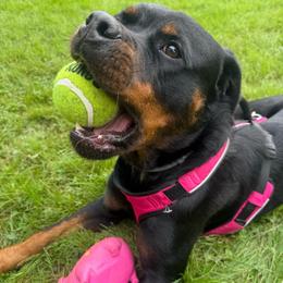 Tahiti - Rottweiler