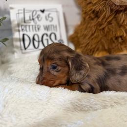 Henry - Dapple male Dachshund puppy in Gerber, California from Red Dirt Doxies