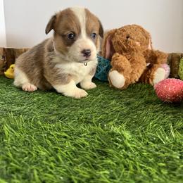 Duchess - Sable female Pembroke Welsh Corgi puppy in Millsap, Texas from Punchy Pembroke Ranch
