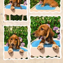 Ringo - Red male Dachshund puppy in Townsend, Georgia from Salt Creek Dachshunds