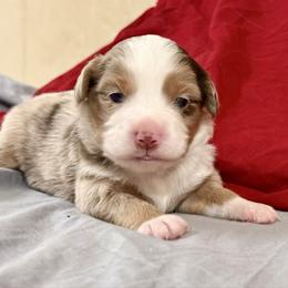 Hazel - Red merle female Toy Australian Shepherd puppy in College Station, Texas from South Paw Toy Aussies