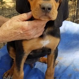 Inci - Black tan and white Transylvanian Hound puppy in Rough And Ready, California from Royal Transylvanian Hounds