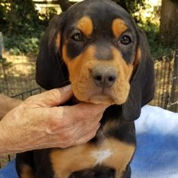 Inci - Black tan and white Transylvanian Hound puppy in Rough And Ready, California from Royal Transylvanian Hounds