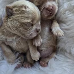 Shih Tzu Puppies from 🩷ViviDreamyShihtzus🩷