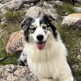 Australian Shepherds from Prairie Paws Australian Shepherd