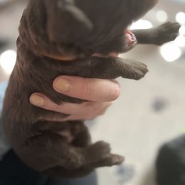 Goldendoodle Puppies from Baby Bell Doodles