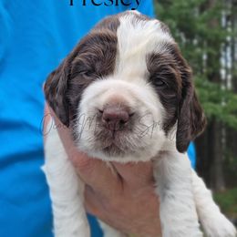 Presley - Liver white and roan female English Springer Spaniel puppy in Ocoee, Tennessee from Ocoee Mountain Springers